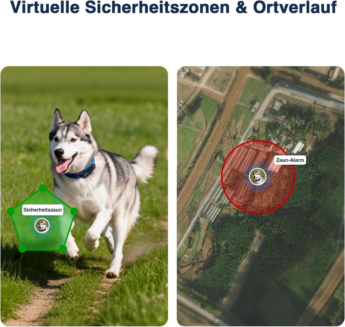 GPS-Tracker für Hunde – Live-Ortung, virtueller Zaun & Aktivitätsanalyse